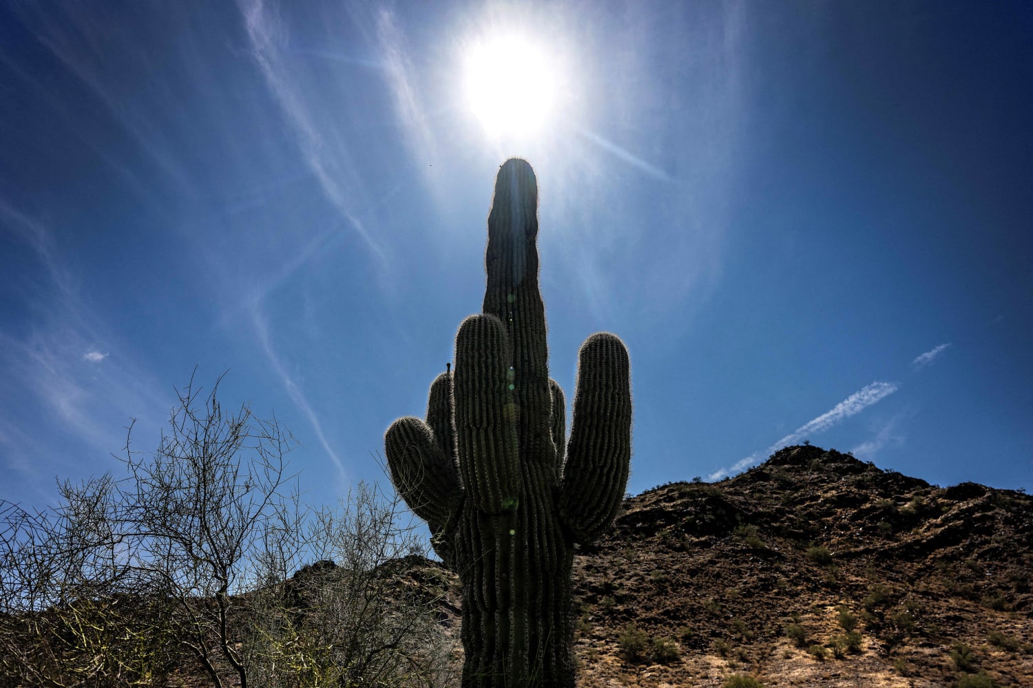 A saguaro cactus silhouetted against a harsh midday sun in a deep blue desert sky